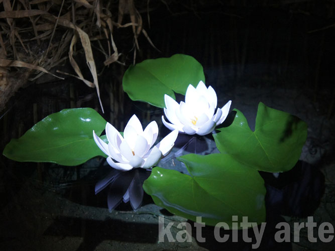 Zdjęcie: grzybien bialy 2.jpg